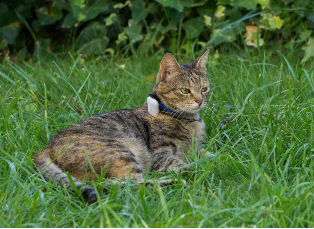 Tracker de collier gps intelligent pour chat et chien